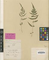 Holotype of Metathelypteris laxa (Franch. & Sav.) Ching [family PTERIDOPHYTA]