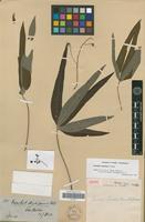 Isotype of Manihot sprucei Pax [family EUPHORBIACEAE]