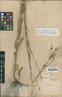 Holotype of Verbena approximata Briq. [family VERBENACEAE]