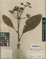 Syntype of Apiopetalum velutinum Baill. [family ARALIACEAE]