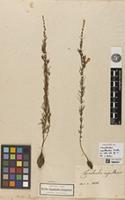 Holotype of Convolvulus capillaceus Kunth [family CONVOLVULACEAE]