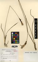 Isotype of Laosanthus graminifolius K.Larsen & Jenjitt. [family ZINGIBERACEAE]