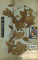 Syntype of Sphenodesme thorelii Dop [family VERBENACEAE]