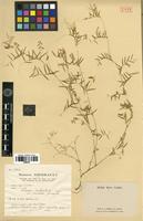 Filed as Vicia palaestina Boiss. [family FABACEAE-PAPILIONOIDEAE]