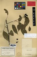 Isotype of Lepidopetalum subdichotomum Radlk. [family SAPINDACEAE]