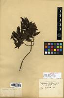 Type? of Coprosma foliosa A.Gray [family RUBIACEAE]