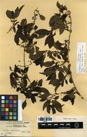 Isotype of Coprosma vontempskyi Rock [family RUBIACEAE]