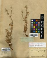 Isosyntype of Dicoma lanuginosa DC. [family ASTERACEAE]