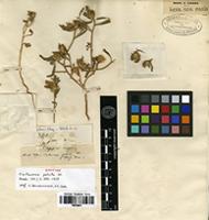 Syntype of Centaurea patula DC. [family ASTERACEAE]