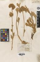 Type of Pyrethrum leucophyllum Boiss. & Hausskn. [family ASTERACEAE]