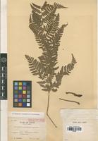 Isolectotype of Dryopteris hondoensis Koidz. [family PTERIDOPHYTA]
