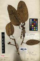 Type of Ficus fergusonii (King) Worth. [family MORACEAE]