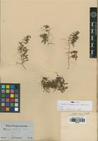 Syntype of Euphorbia serpens Kunth var. imbricata Boiss. [family EUPHORBIACEAE]