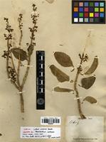 Isotype of Plectranthus asirensis J.R.I.Wood [family LAMIACEAE]