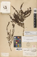 Lectotype of Erythroxylum microphyllum A.St.-Hil. [family ERYTHROXYLACEAE]