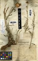 Isolectotype of Centaurea persica Boiss. [family ASTERACEAE]