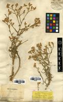 Type of Centaurea calolepis Boiss. [family ASTERACEAE]