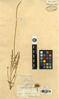 Type of Microseris aphantocarpha (A.Gray) Sch.Bip. [family ASTERACEAE]
