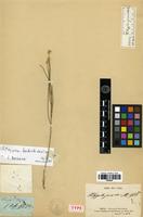 Type of Polygala juncea Saint-Hilaire [family POLYGALACEAE]