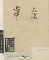 Type? of Polygonum rupestre Kar. & Kir. [family POLYGONACEAE]