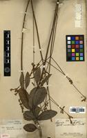 Isotype of Hypenia macrantha (A.St.-Hil. ex Benth.) Harley [family LAMIACEAE]