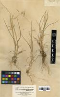 Type of Arrhenatherum kotschyi Boiss. [family POACEAE]