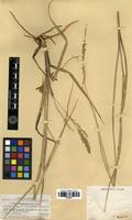 Isotype of Panicum rhizomatum Hitchc. & Chase [family POACEAE]