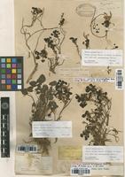 Filed as Lamium garganicum L. var. microphyllum (Boiss.) Mennema [family LAMIACEAE]