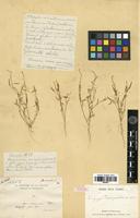 Syntype of Lagrezia decaryana Cavaco [family AMARANTHACEAE]