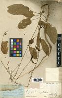 Type of Lagrezia suessenguthii Cavaco [family AMARANTHACEAE]
