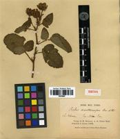 Isosyntype of Rubus xanthocarpus Bureau & Franch. [family ROSACEAE]