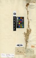 Isotype of Cousinia verticillaris Bunge [family ASTERACEAE]