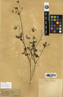 Syntype of Daucus toriloides DC. [family APIACEAE]