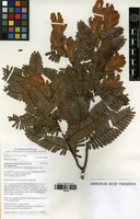 Isotype of Talbotiella velutina Burgt & Wieringa [family FABACEAE]