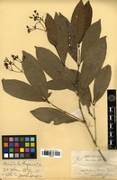 Isotype of Ixora heterodoxa Müll.Arg. [family RUBIACEAE]