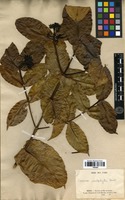 Type? of Faramea cardiophylla Standl. [family RUBIACEAE]