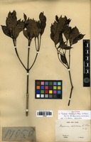 Syntype of Faramea dichotoma K.Schum. ex Glaz. [family RUBIACEAE]