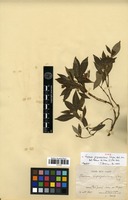 Type of Faramea gagnepainiana Glaz. [family RUBIACEAE]