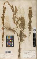 Type of Artemisia holosericea Ledeb. [family ASTERACEAE]