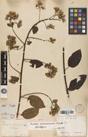 Isotype of Senecio caracasanus Klatt [family ASTERACEAE]