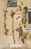 Syntype of Pyrus delavayi Franch. [family ROSACEAE]