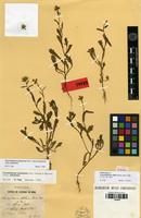 Isolectotype of Leucanthemum affine Pomel [family ASTERACEAE]
