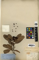 Type of Photinia maximowiczii Decne. [family ROSACEAE]