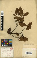 Type of Photinia villosa (Thunb.) DC. var. formosana Hance [family ROSACEAE]