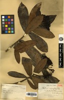 Holotype of Photinia crassifolia H.Lév. var. denticulata Cardot [family ROSACEAE]