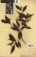 Isotype of Photinia glabra (Thunb.) Maxim. var. fokienensis Finet & Franch. [family ROSACEAE]