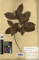 Isotype of Pourthiaea calleryana Decne. [family ROSACEAE]