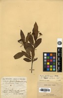 Type? of Photinia benthamiana Hance var. glabrescens Cardot [family ROSACEAE]