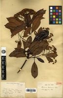 Holotype of Photinia bodinieri H.Lév. [family ROSACEAE]