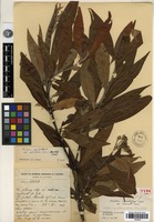 Holotype of Photinia lancilimba J.E.Vidal var. racemosa J.E.Vidal [family ROSACEAE]
